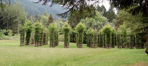 Immagine che contiene aria aperta, pianta, foresta, cielo

Descrizione generata automaticamente