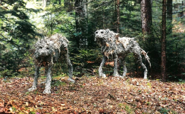 Immagine che contiene albero, aria aperta, pianta, erba

Descrizione generata automaticamente